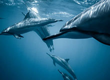 开云：以云为翼，解锁企业新生长